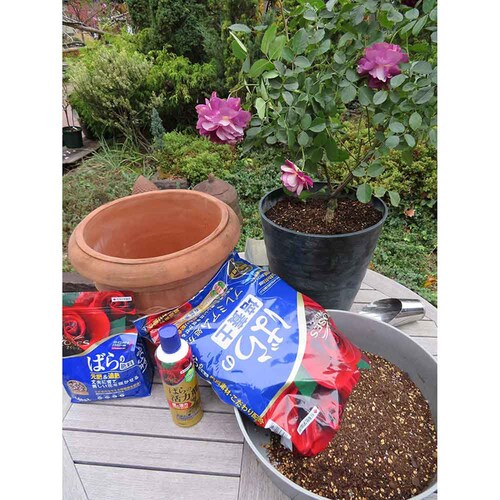 �Z�F���w���| �}�C���[�Y �΂�̔|�{�y 10L_6