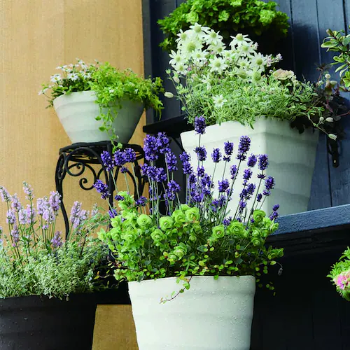 �A�b�v���E�F�A�[ �N���t�g�{�[�� 24�^ �z���C�g_4