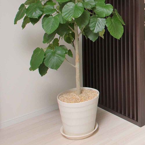 �A�b�v���E�F�A�[ �N���t�g�|�b�g 15�^ �z���C�g_5