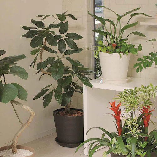 �A�b�v���E�F�A�[ �N���t�g�|�b�g 18�^ �_�[�N�u���E��_12