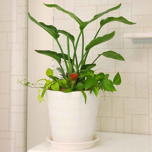 �A�b�v���E�F�A�[ �N���t�g�|�b�g 21�^ �z���C�g_6