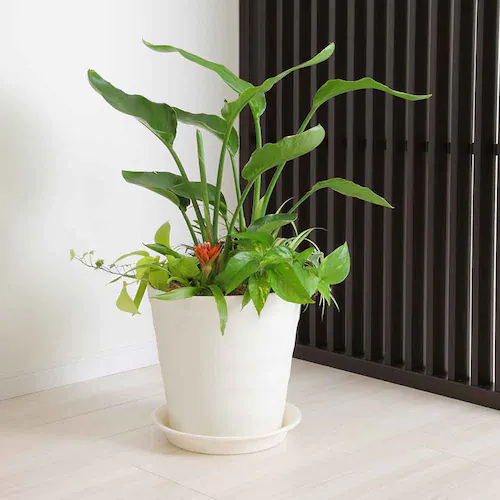 �A�b�v���E�F�A�[ �N���t�g�|�b�g 24�^ �z���C�g_6