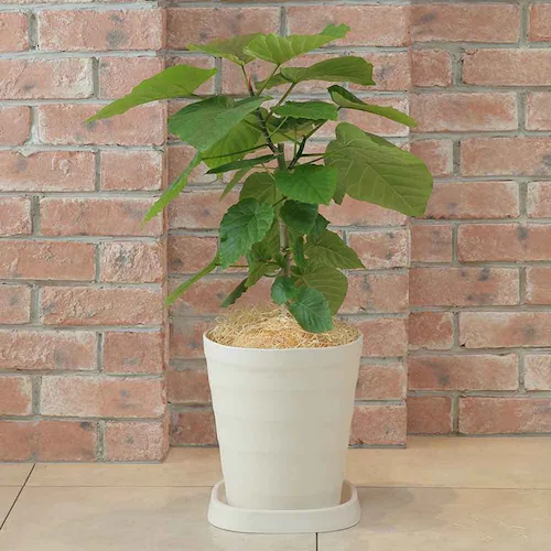 �A�b�v���E�F�A�[ �N���t�g�|�b�g 30�^ �z���C�g_6