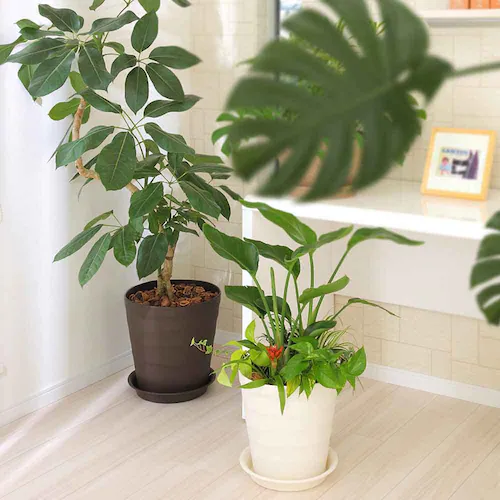 �A�b�v���E�F�A�[ �N���t�g�|�b�g 30�^ �z���C�g_12