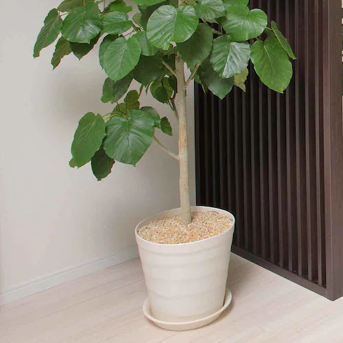 �A�b�v���E�F�A�[ �N���t�g�|�b�g 35�^ �z���C�g_6