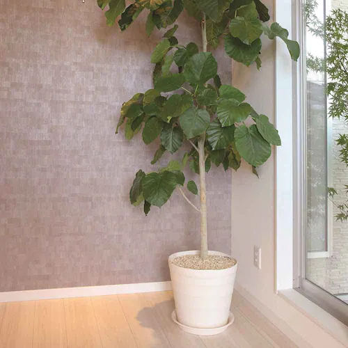 �A�b�v���E�F�A�[ �N���t�g�|�b�g 40�^ �z���C�g_6