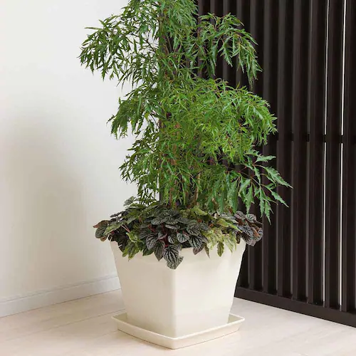 �A�b�v���E�F�A�[ �N���t�g�X�N�G�A 30�^ �z���C�g_6