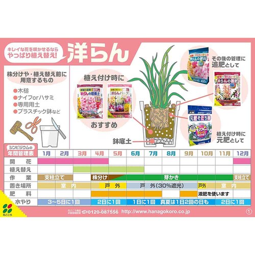 �Ԃ����� �t���{�_�z���Ԃ����|�{�yAB 5L_7