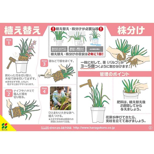 �Ԃ����� �t���{�_�z���Ԃ����|�{�yAB 5L_8