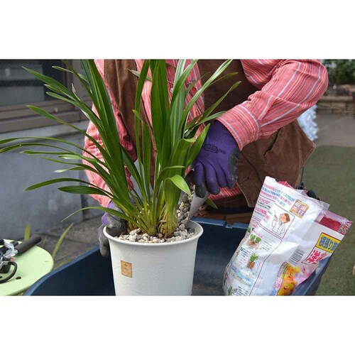 �Ԃ����� �t���{�_�z���Ԃ����|�{�yAB 5L_9