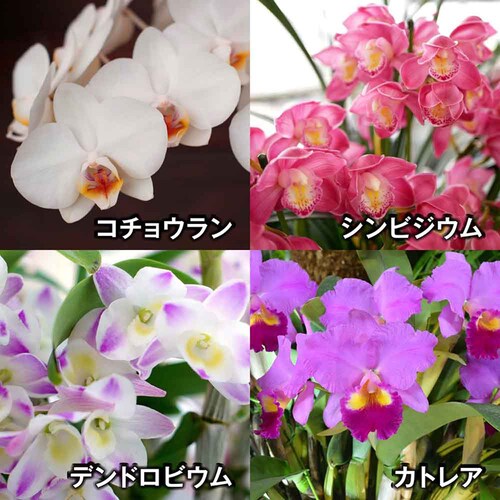 �Ԃ����� �m���o�[�N 5L_3