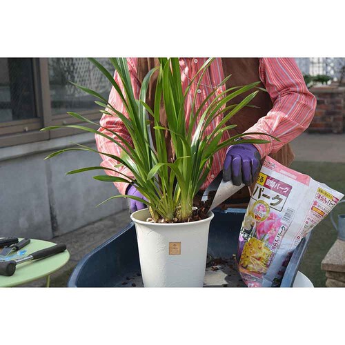 �Ԃ����� �m���o�[�N 5L_6