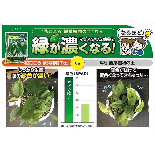 �Ԃ����� �m���o�[�N 5L_10