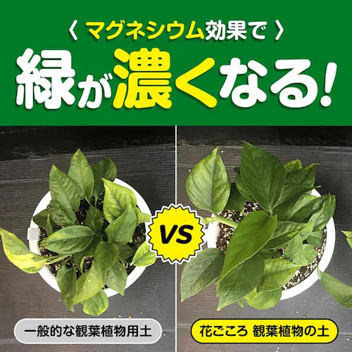 �Ԃ����� �m���o�[�N 5L_11