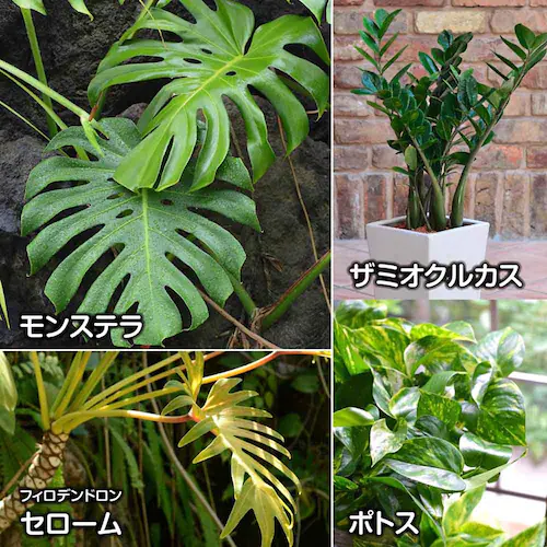 �Ԃ����� �m���o�[�N 5L_12