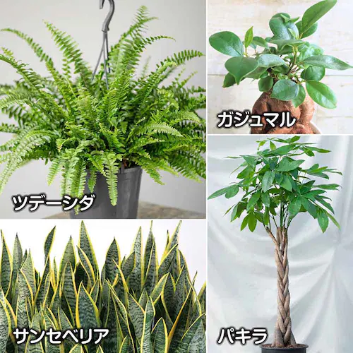 �Ԃ����� �m���o�[�N 5L_13