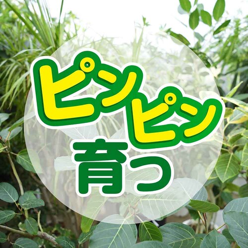 �Ԃ����� �m���o�[�N 5L_14