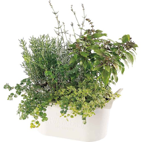 ��a�v���X�`�b�N �O���E�R���e�i�I�[�o�� �I�[�o��33�^ �z���C�g_3