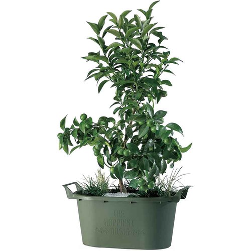 ��a�v���X�`�b�N �O���E�R���e�i�I�[�o�� �I�[�o��43�^ �z���C�g_5