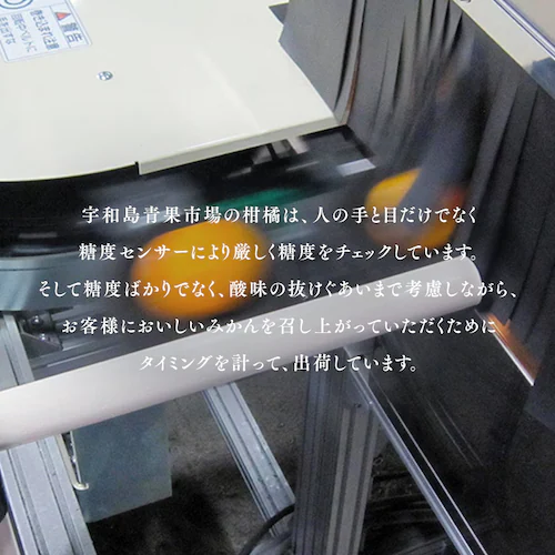 宇和島青果市場 宇和島ハウスみかん 1.3kg _6