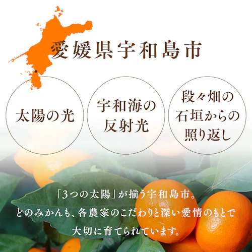 宇和島青果市場 宇和島ハウスみかん 1.3kg _7