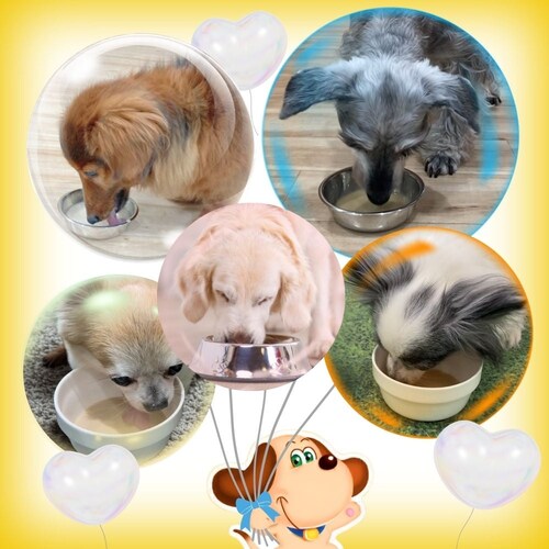 わんわんカロリー わんわんカロリー ライフ シニア犬用 275mL_5