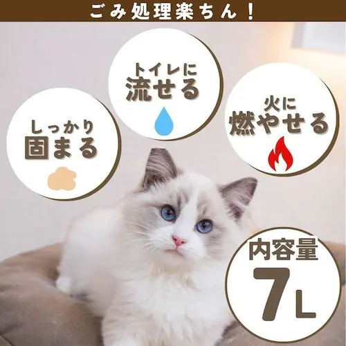 �L���y�� �y6�z�L���y�� �X�̍��_�u�� 7L_1