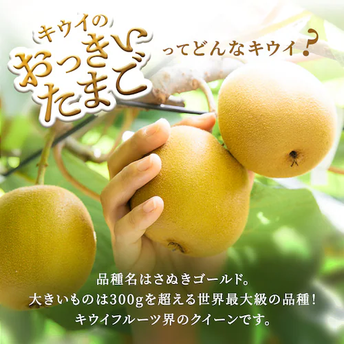キウイの大っきいたまご(さぬきゴールド)ご自宅用 【時間指定不可】【代引不可】【同梱不可】_3