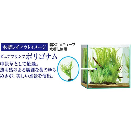 GEX 癒し水景ピュアプランツ ポリゴナム_3
