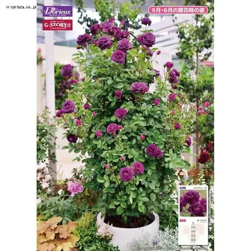 G-story �I�x���X�N GSTR-RC14 �u���b�N_4