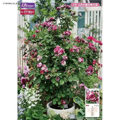 G-story �I�x���X�N GSTR-RC14 �u���b�N_7