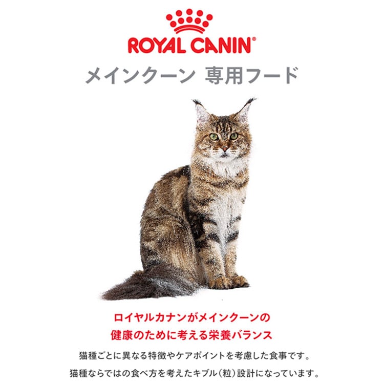 2個セット】 ロイヤルカナン メインクーン 成猫用 2kg FBN（フィー