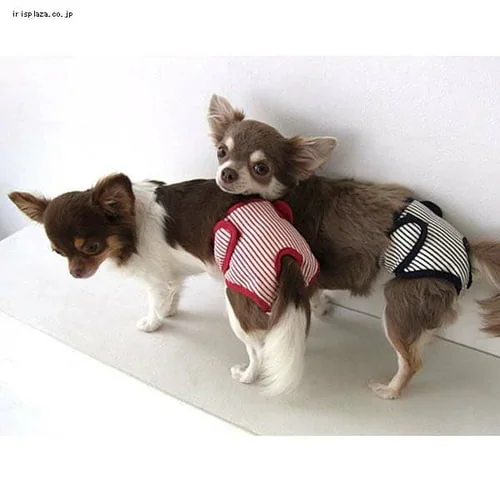 ���Ɛ��� �X�g���C�v�T�j�^���[ XS�T�C�Y �l�C�r�[�y������s�z_2