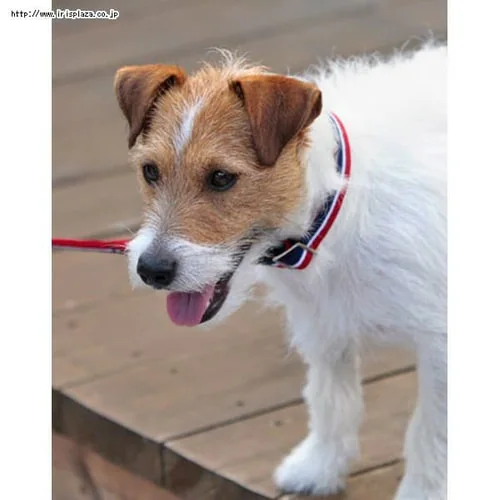 ���Ɛ����@�������C���J���[�@S�@�u���E���y������s�z_2