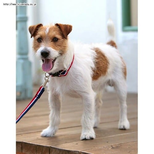 ���Ɛ����@�������C���J���[�@S�@�u���E���y������s�z_3