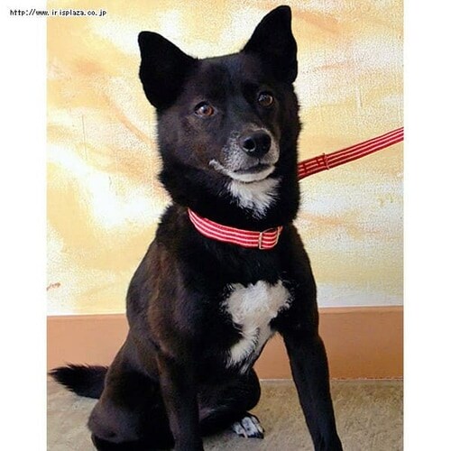 ���Ɛ����@�q�b�R���[���[�h�@XS�@�x�[�W���y������s�z_2