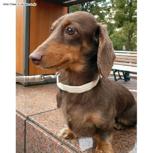 ���Ɛ����@�q�b�R���[���[�h�@XS�@�x�[�W���y������s�z_3