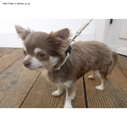 ���Ɛ����@�q�b�R���[���[�h�@XS�@�x�[�W���y������s�z_4