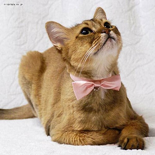 犬と生活 リボンチョーカー ブラック【代引き不可】_2