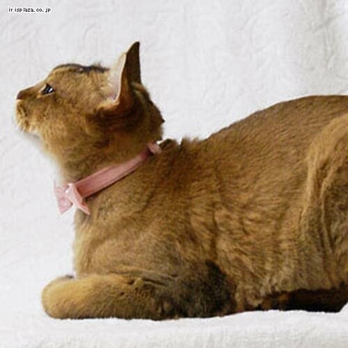 犬と生活 リボンチョーカー ブラック【代引き不可】_3