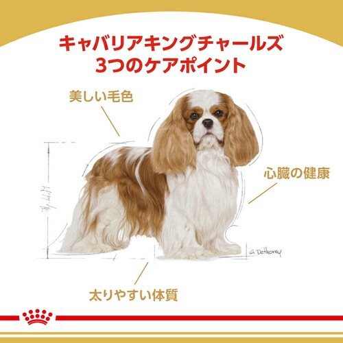 �y3�Z�b�g�z���C�����J�i�� �L���o���A �L���O �`���[���Y �����E����p 3kg BHN�i�u���[�h �w���X �j���[�g���V�����jrcdb01_2