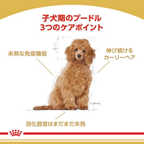 �y6�Z�b�g�z���C�����J�i�� �v�[�h�� �q���p 1.5kg BHN�i�u���[�h �w���X �j���[�g���V�����jrcdb16_2