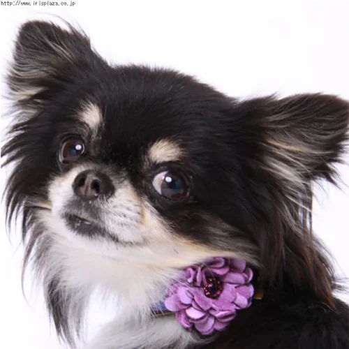 BIRDIE�@�_���A�̎�ց@S�T�C�Y�@�u���[_2