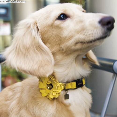 BIRDIE�@�_���A�̎�ց@S�T�C�Y�@�u���[_3