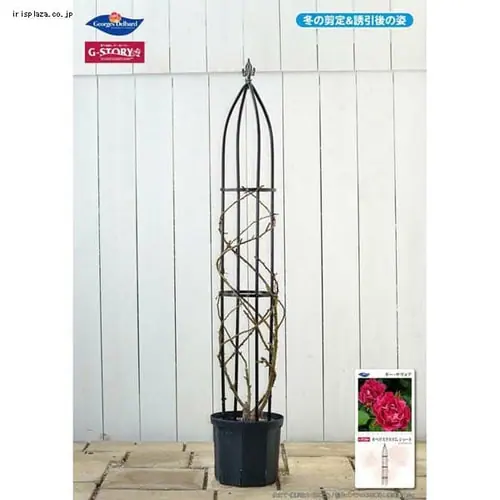 �I�x���X�N�X�����V���[�g GSTR-RC15S_3