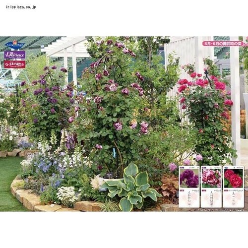 �I�x���X�N�X�����V���[�g GSTR-RC15S_6