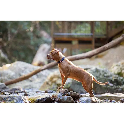 犬用 首輪 ネオカラー XS バブルガム EZYDOG イージードッグ_2