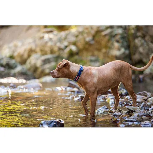 犬用 首輪 ネオカラー XS バブルガム EZYDOG イージードッグ_3