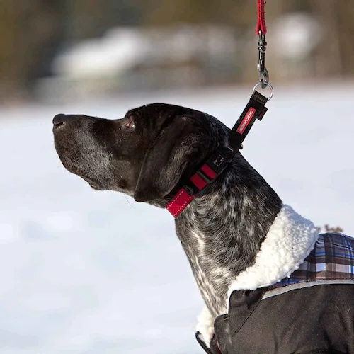 ���p ��� �`�F�b�N���C�g S �u���b�N EZYDOG �C�[�W�[�h�b�O_3