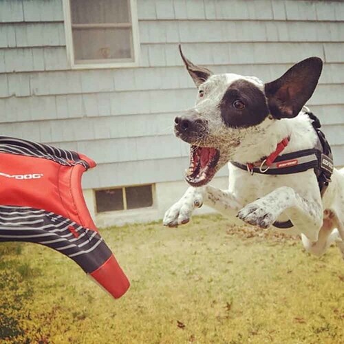 �h�b�O�X�^�[�t���C���[ ���b�h  EZ _7